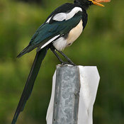 Yellow-billed Magpie